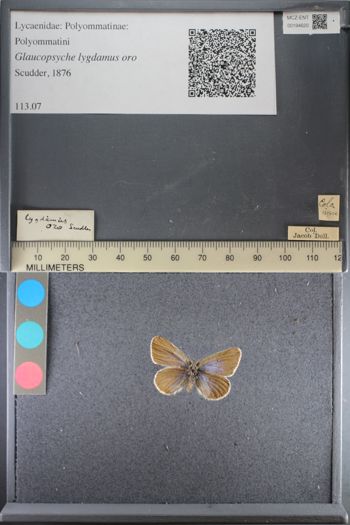 Media type: image;   Entomology 194620